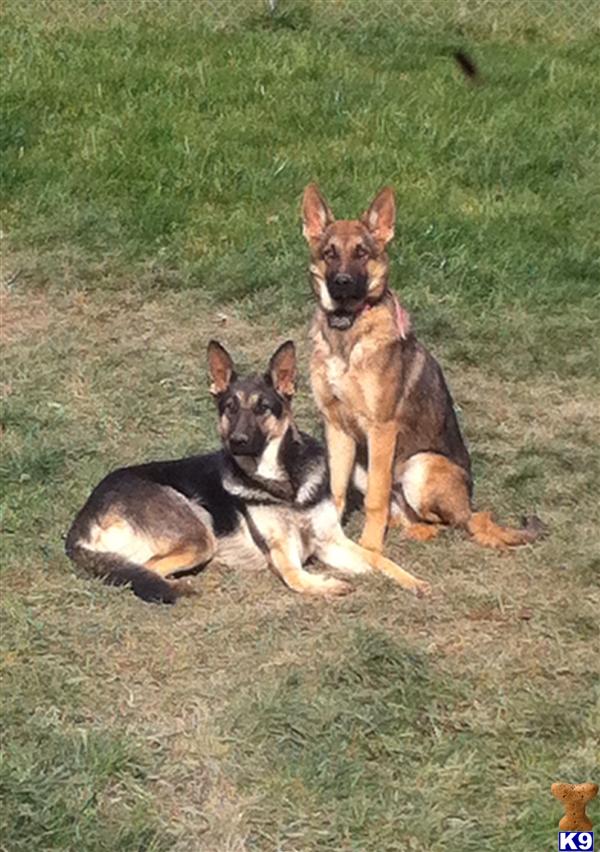 German Shepherd Puppies in OH