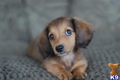 Stud Dogs - Dachshund
