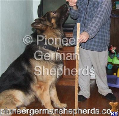 King Shepherds Puppies for Sale