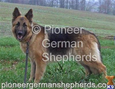 Dogs - German Shepherd