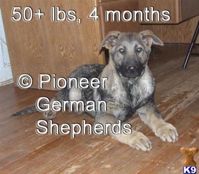 King Shepherds Puppies for Sale