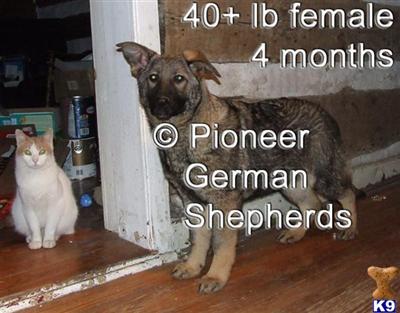 German Shepherd Puppies for Sale