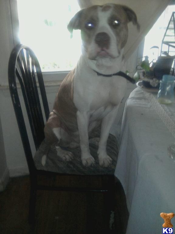 Stud Dogs in MI