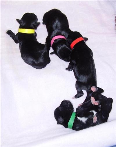 Puppies for Sale