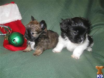 Mi-Ki Puppies for Sale