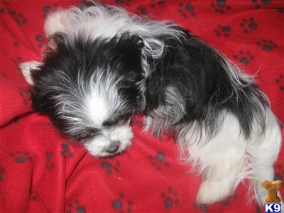 Mi-Ki Puppies for Sale