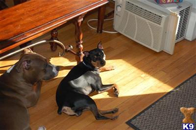 Stud Dogs - Miniature Pinscher