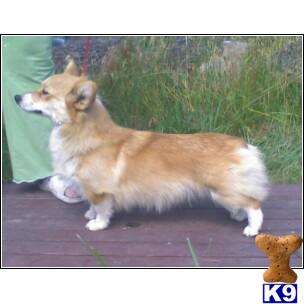 Dogs for Sale in MI