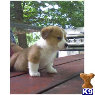Pembroke Welsh Corgi Puppies for Sale