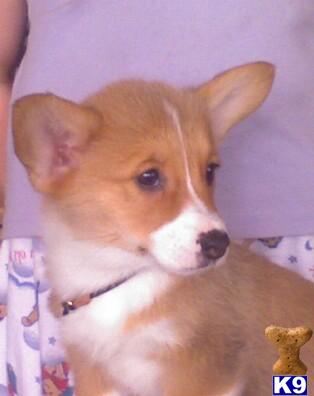 Pembroke Welsh Corgi Puppies for Sale