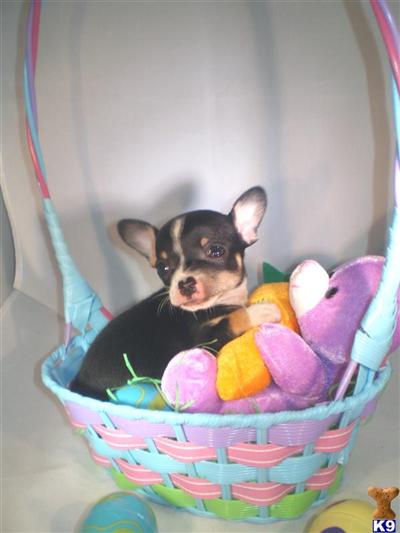 Chihuahua Puppies in TX