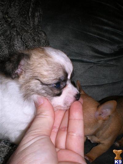 Chihuahua Puppies in TX