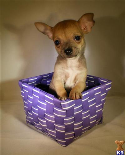 Chihuahua Puppies in TX