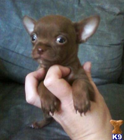 Chihuahua Puppies in TX