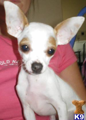 Dogs for Sale in TX