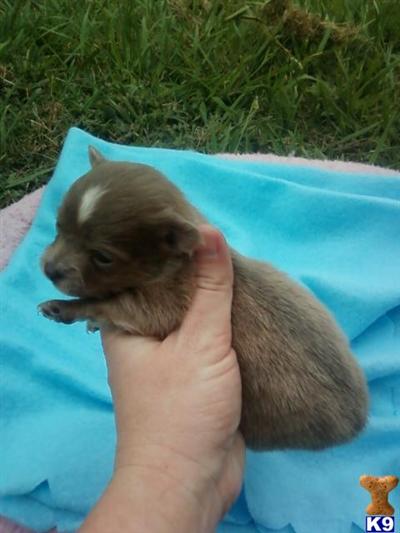 Puppies in Azle