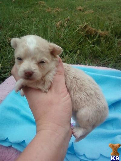 Puppies in Azle