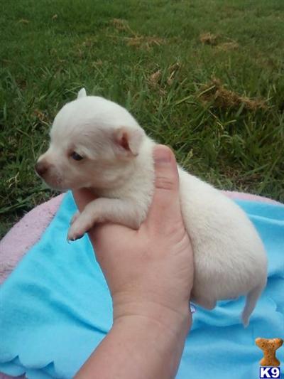 Puppies in Azle