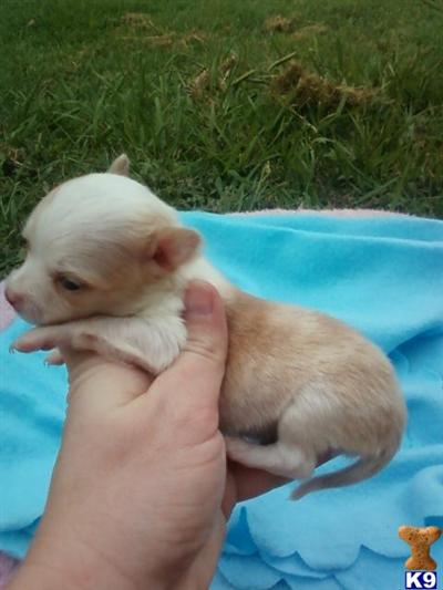 Puppies in Azle