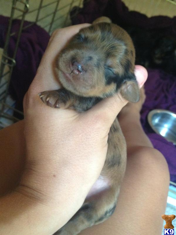 Weiner Dogs For Sale In Arizona Weiner Dogs For Sale In Arizona