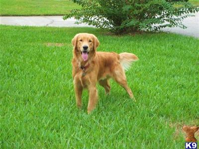 Stud Dogs - Golden Retriever