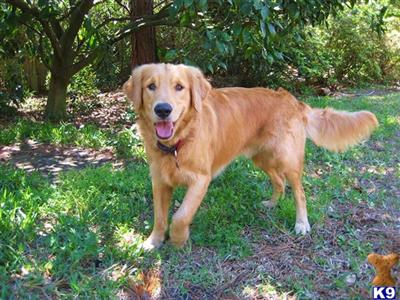 Stud Dogs - Golden Retriever