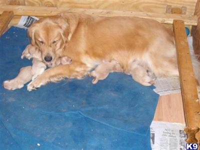 Puppies in Concord