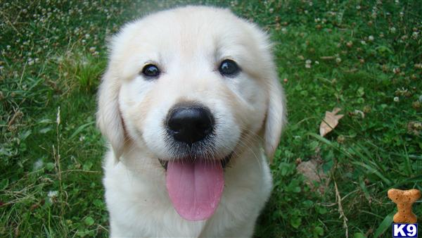 Puppies in Atlanta