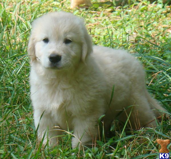 golden retriever puppy michigan golden retriever breeders in michigan freedoglistings breeds picture golden retriever puppy michigan golden retriever breeders in michigan freedoglistings breeds picture