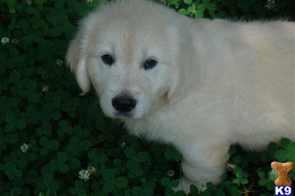 Puppies in Atlanta