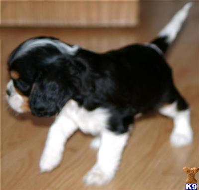 Puppies in IL