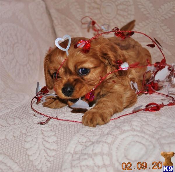 Cavalier King Charles Spaniel Puppies