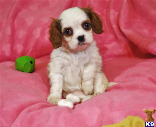 Puppies in IL