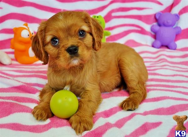 Puppies in IL