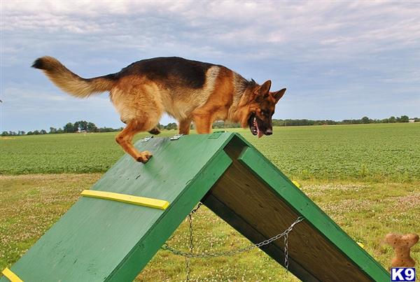 Stud Dogs in IL