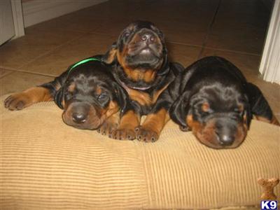 Doberman Pinscher Puppies for Sale