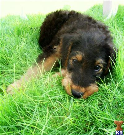 Airedale Terrier Puppies for Sale