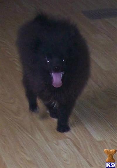 Puppies in NE