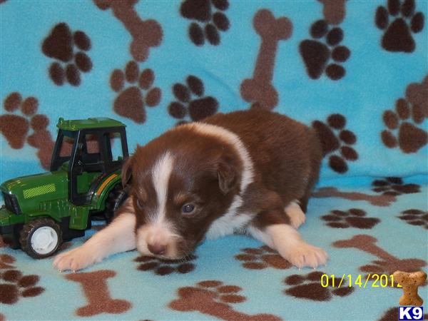 Australian Shepherd Puppies