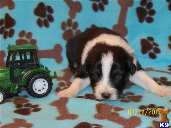 Australian Shepherd Puppies