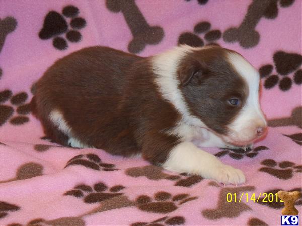 Australian Shepherd Puppies