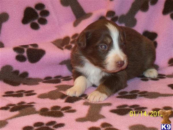 Australian Shepherd Puppies