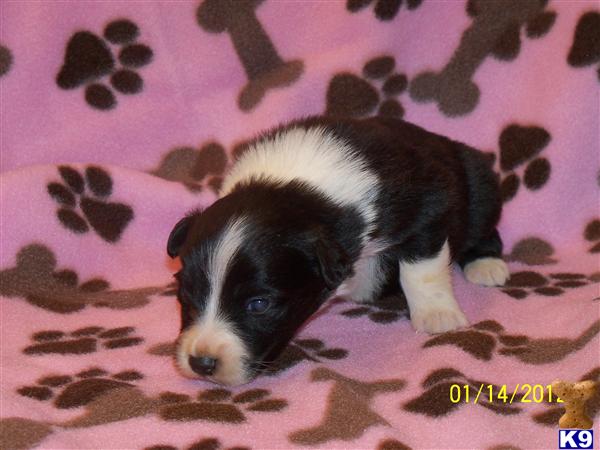 Australian Shepherd Puppies