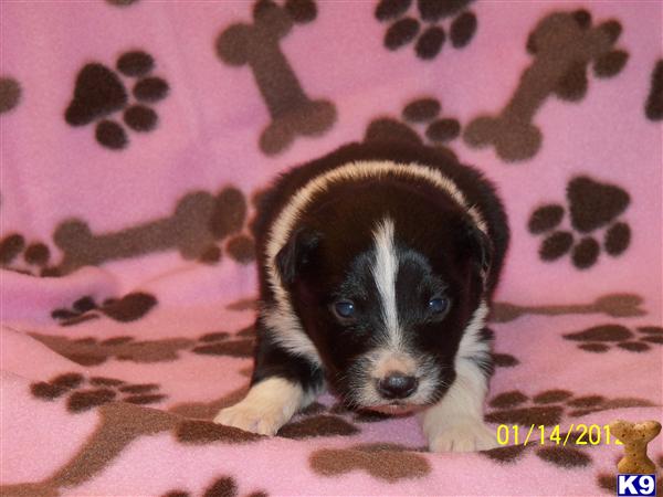 Australian Shepherd Puppies