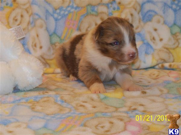 Australian Shepherd Puppies
