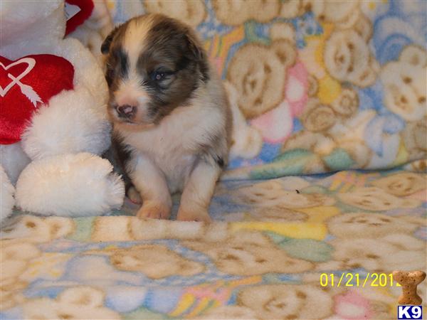 Australian Shepherd Puppies