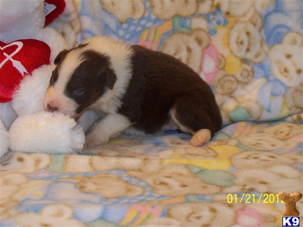 Australian Shepherd Puppies