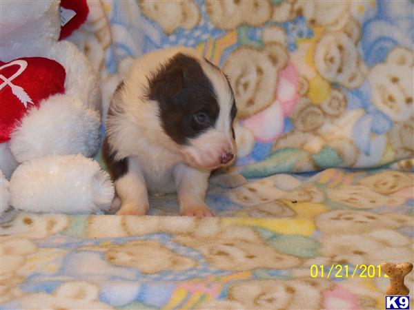 Australian Shepherd Puppies