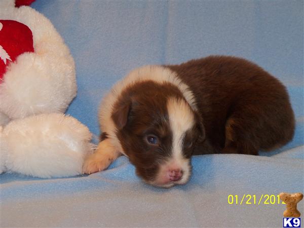 Australian Shepherd Puppies
