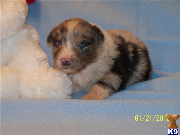 Australian Shepherd Puppies